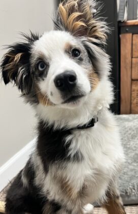 Scout, Morale Manager at ELM Home Services